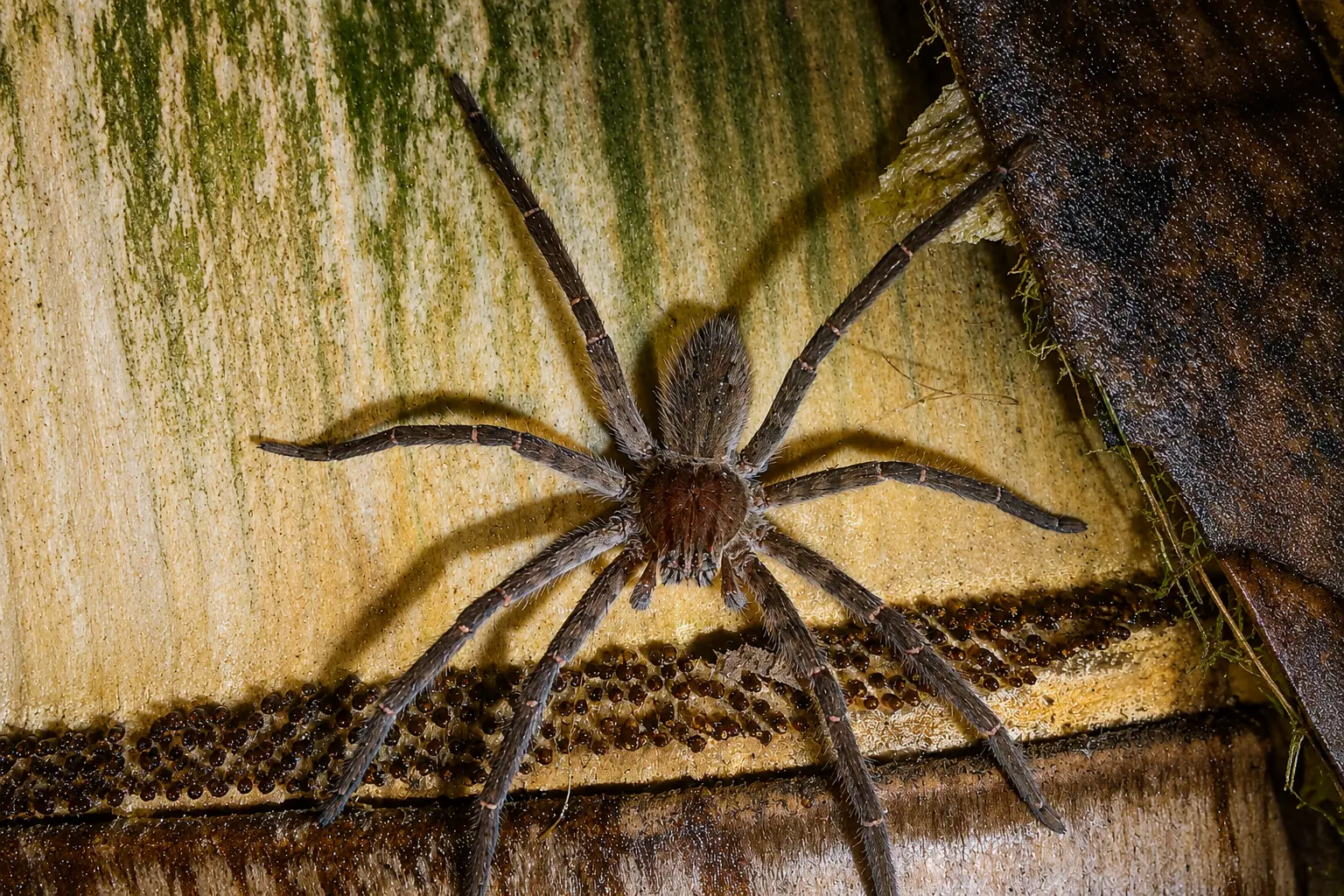 Large rainforest spider on a tree trunk at night