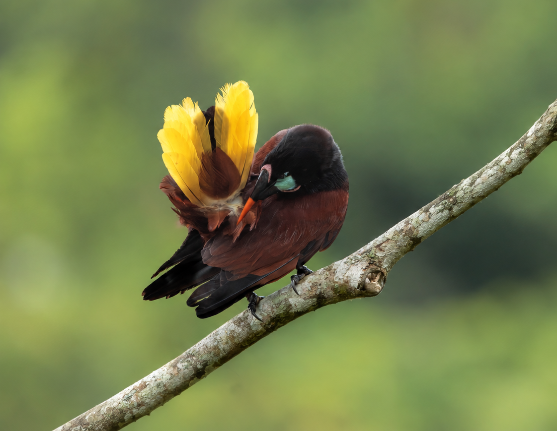 Montezuma oropendola preening its yellow tail feathers on a branch
