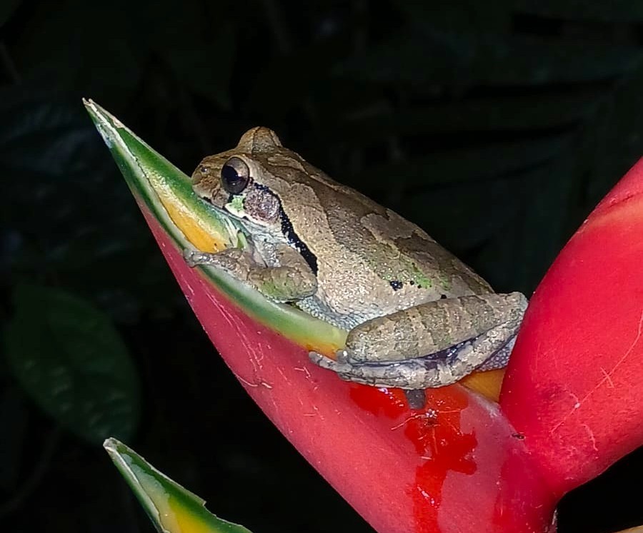Tree frog perched on a bright red heliconia flower at night