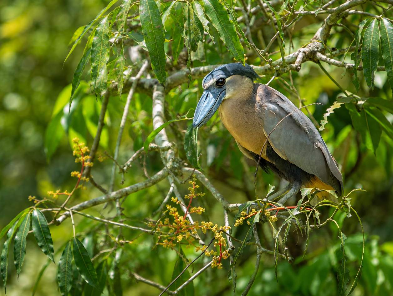Boat-billed heron perched in a leafy tree near Lake Yojoa