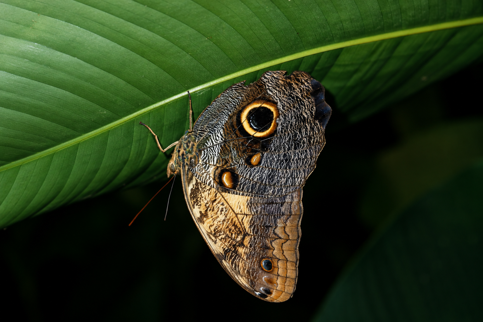 Owl butterfly with large eyespot resting under a green leaf