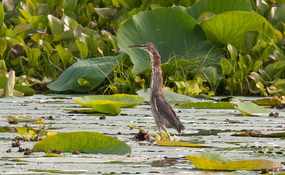 Heron wading among lily pads on Lake Yojoa