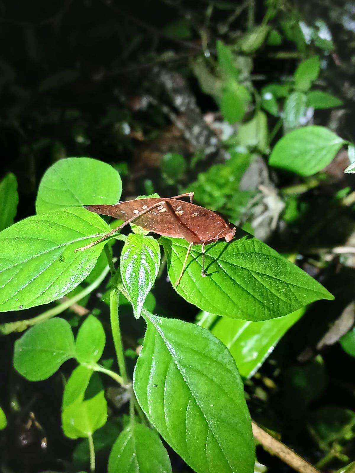 Leaf-mimicking insect camouflaged on rainforest foliage