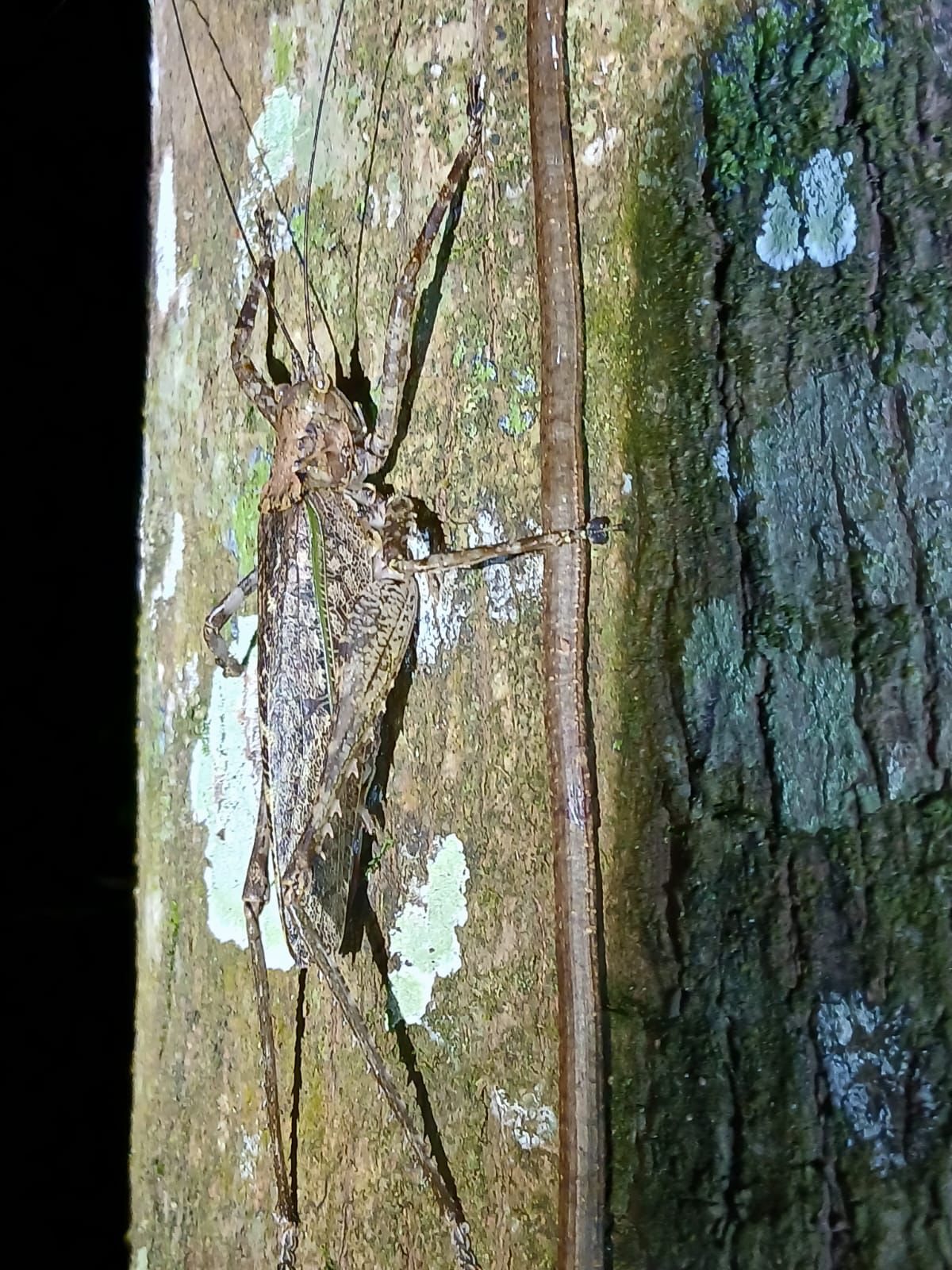 Stick insect clinging to a branch after dark