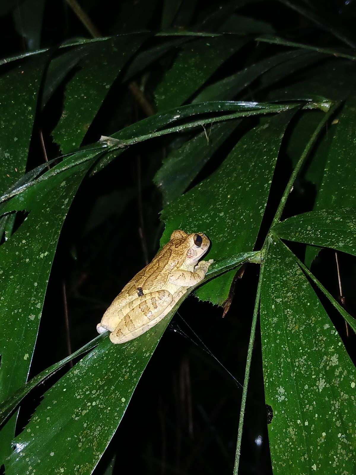 Tree frog spotted during the guided night hike near Lake Yojoa